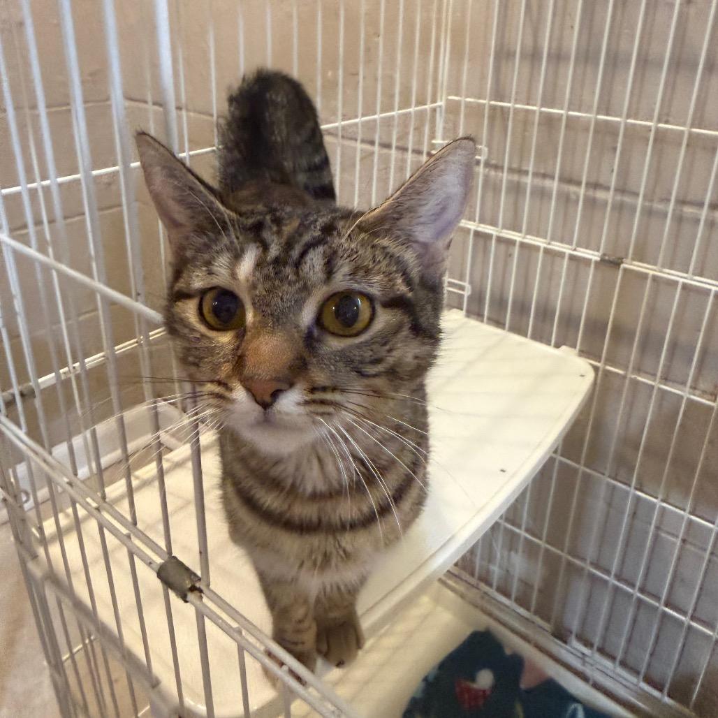 Momma Cookie, a Adoptable Domestic Short Hair in Parkersburg, WV image 1/6
