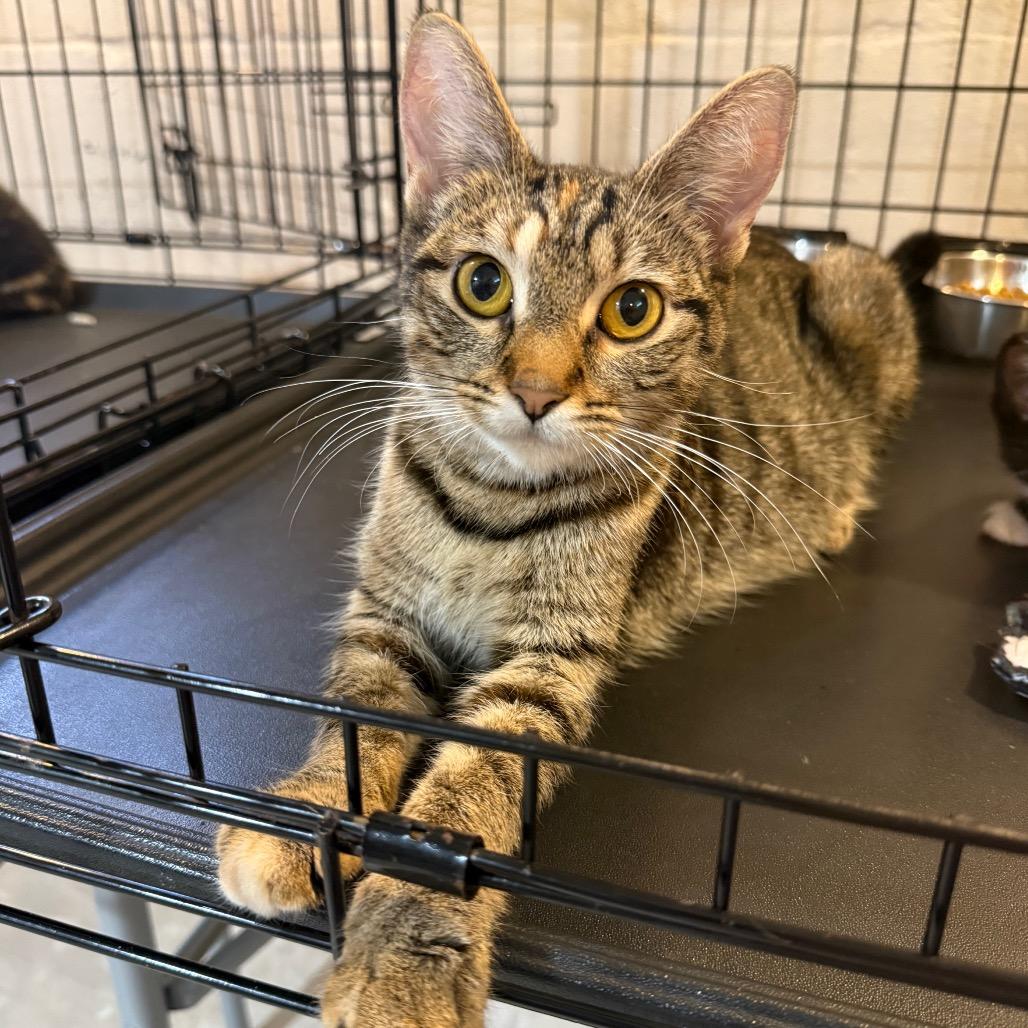 Momma Cookie, a Adoptable Domestic Short Hair in Parkersburg, WV image 2/6
