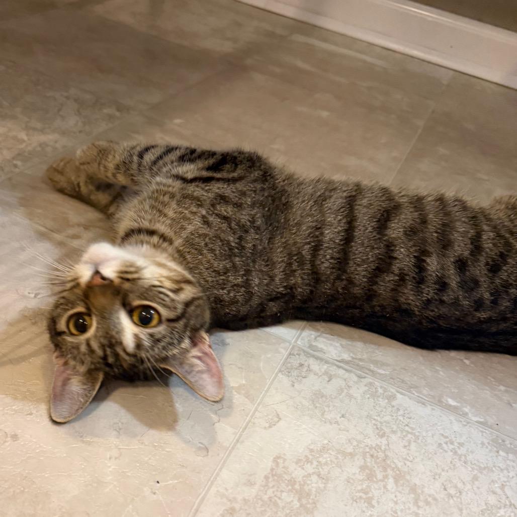 Momma Cookie, a Adoptable Domestic Short Hair in Parkersburg, WV image 3/6