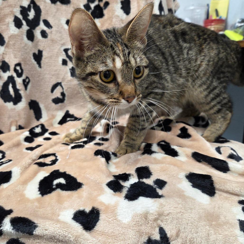 Momma Cookie, a Adoptable Domestic Short Hair in Parkersburg, WV image 4/6