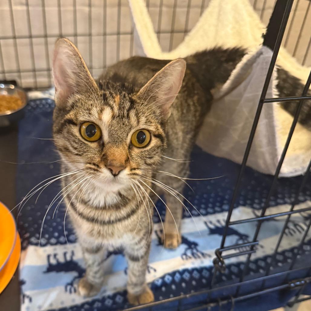 Momma Cookie, a Adoptable Domestic Short Hair in Parkersburg, WV image 5/6