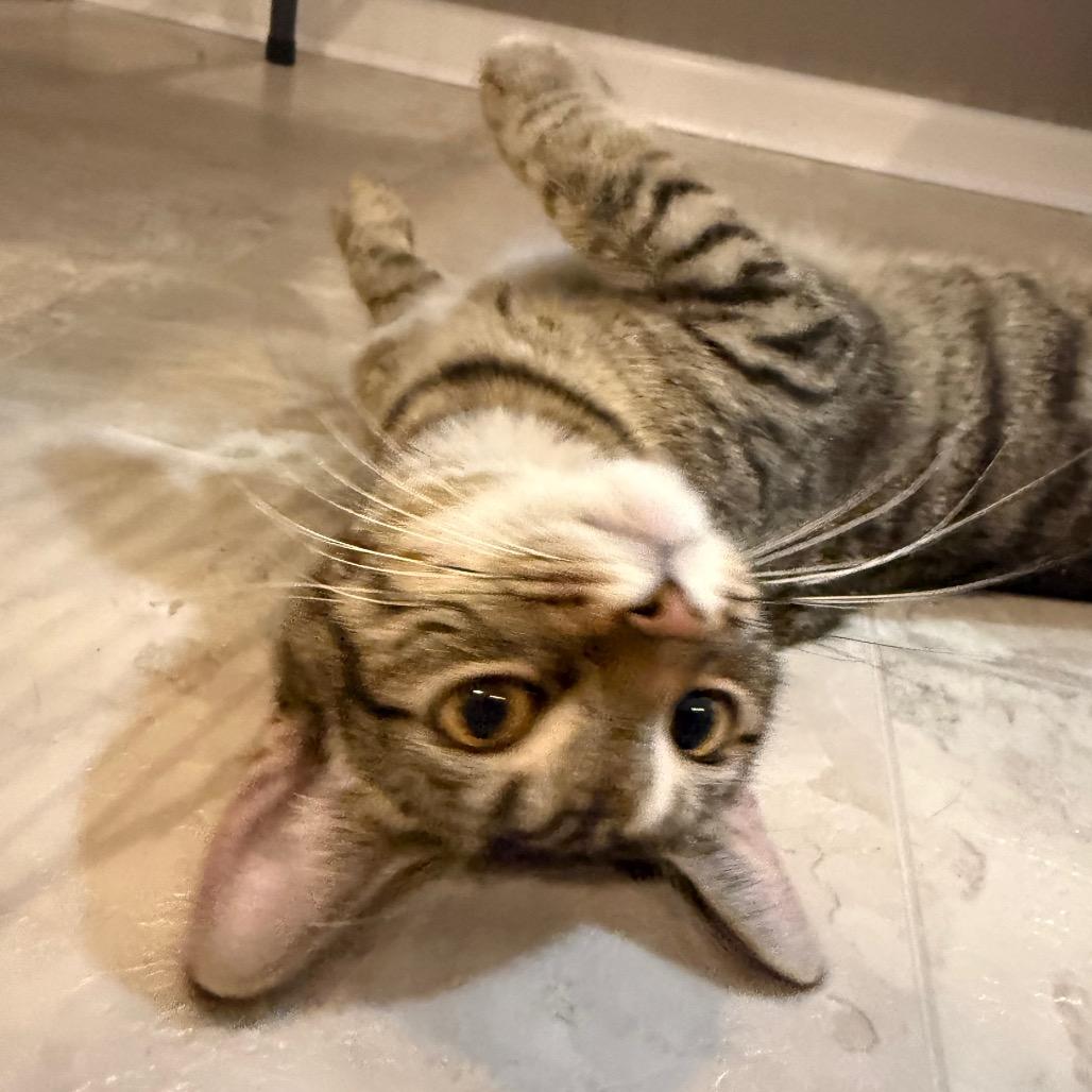 Momma Cookie, a Adoptable Domestic Short Hair in Parkersburg, WV image 6/6