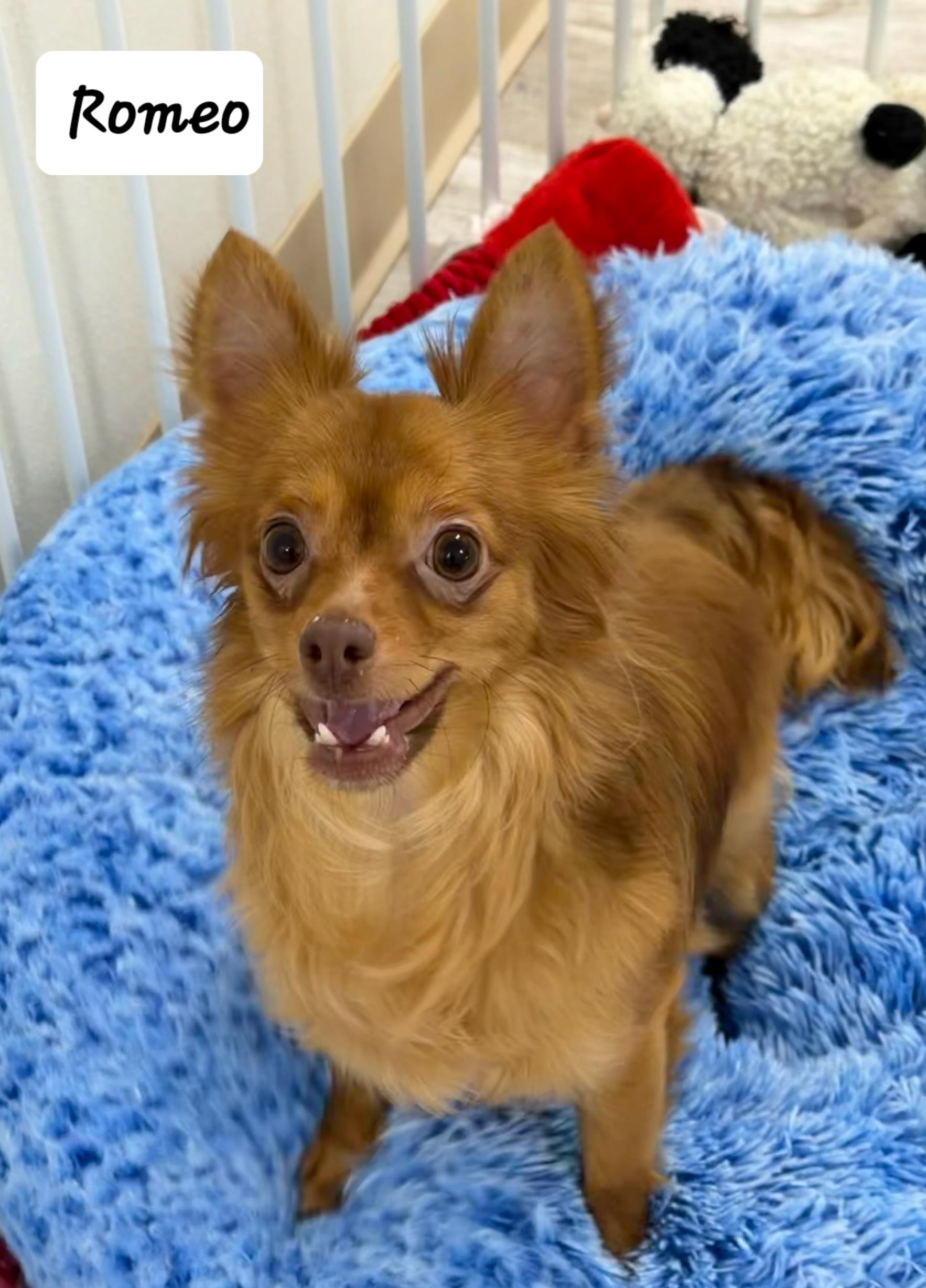 Enlarge Romeo, an adopted Chihuahua in Urbana, OH image 1/2