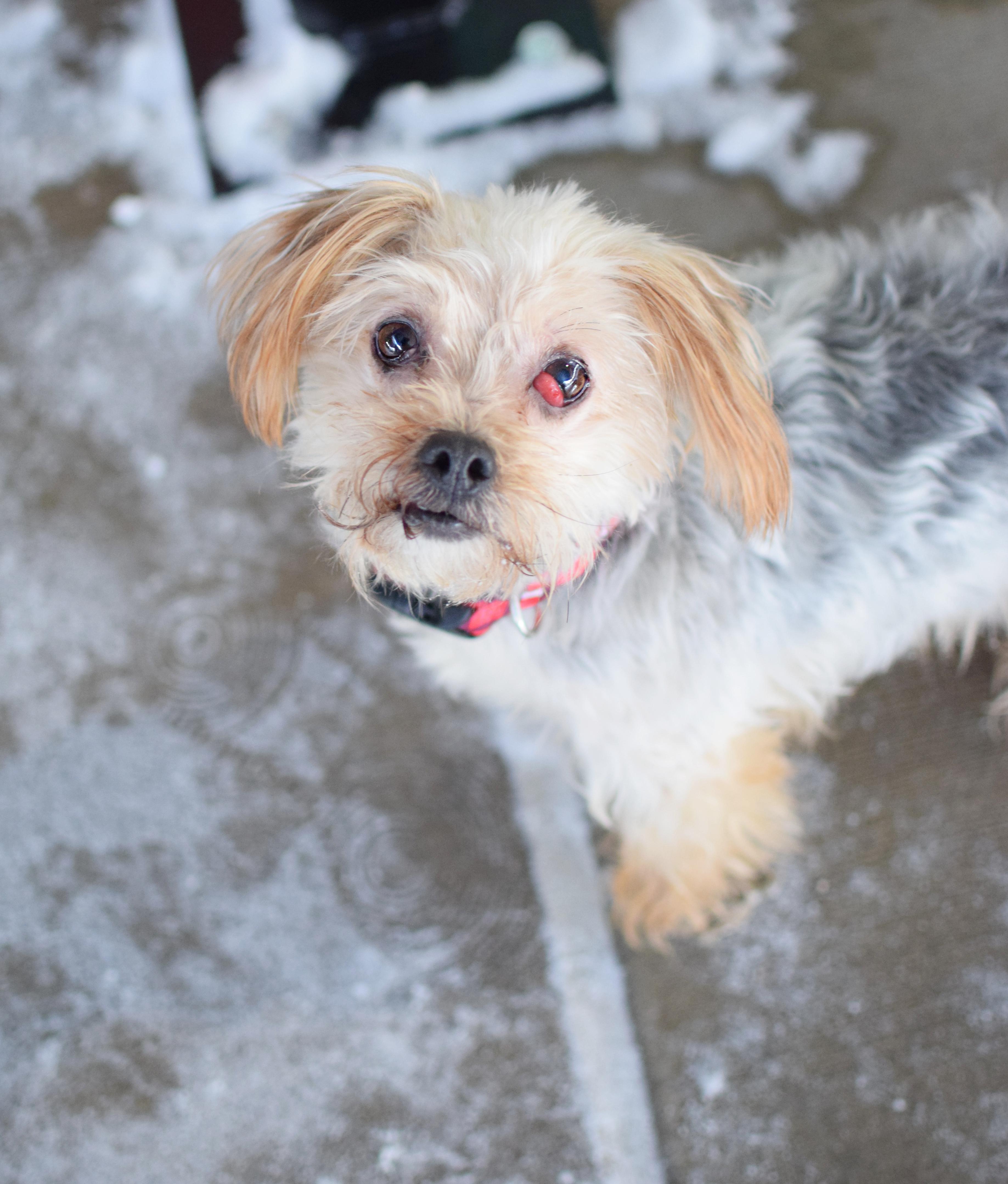 Enlarge Porsha, an adopted Yorkshire Terrier in Pontiac, MI image 1/1