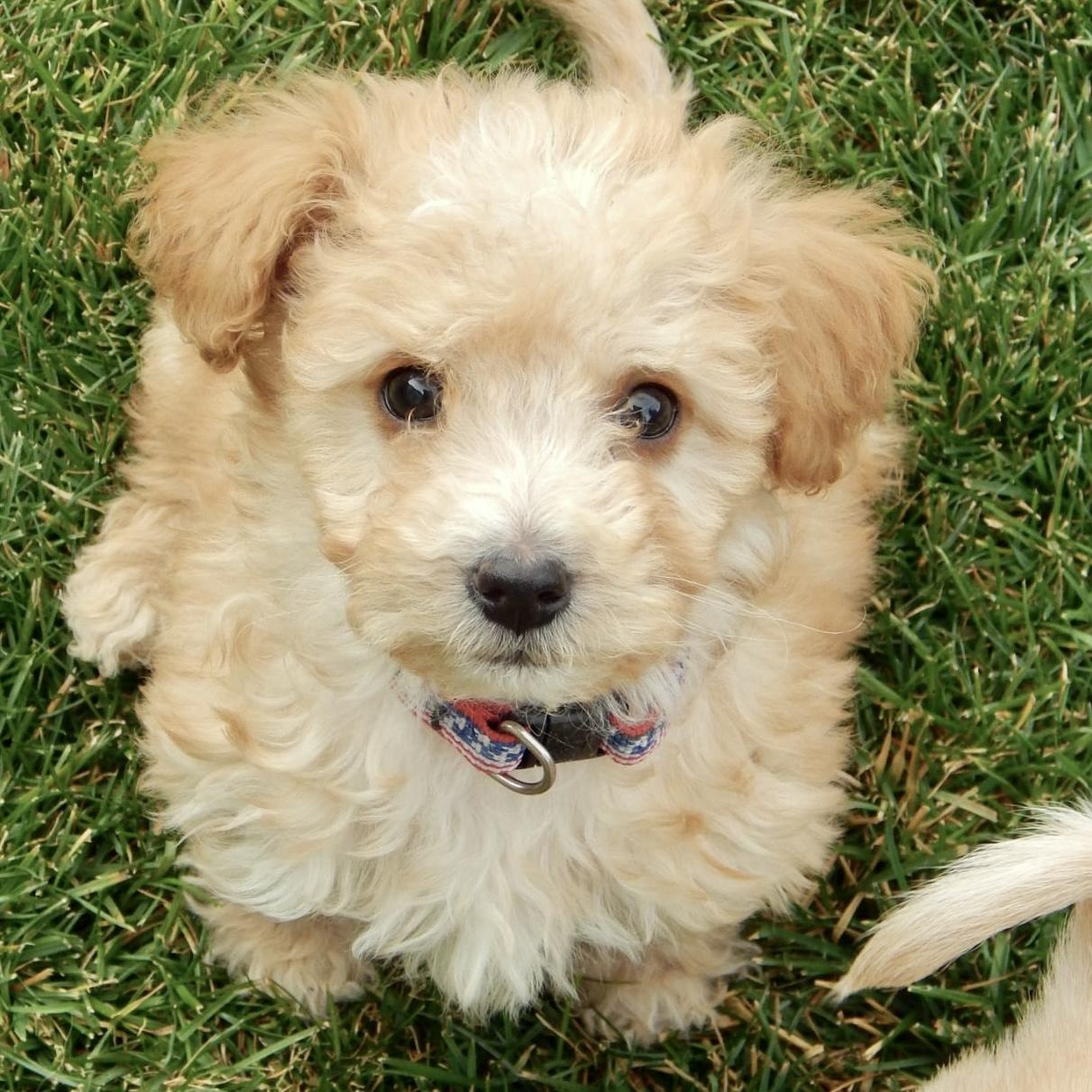 Calvin, a Adoptable mixed breed in Mead, CO image 3/3
