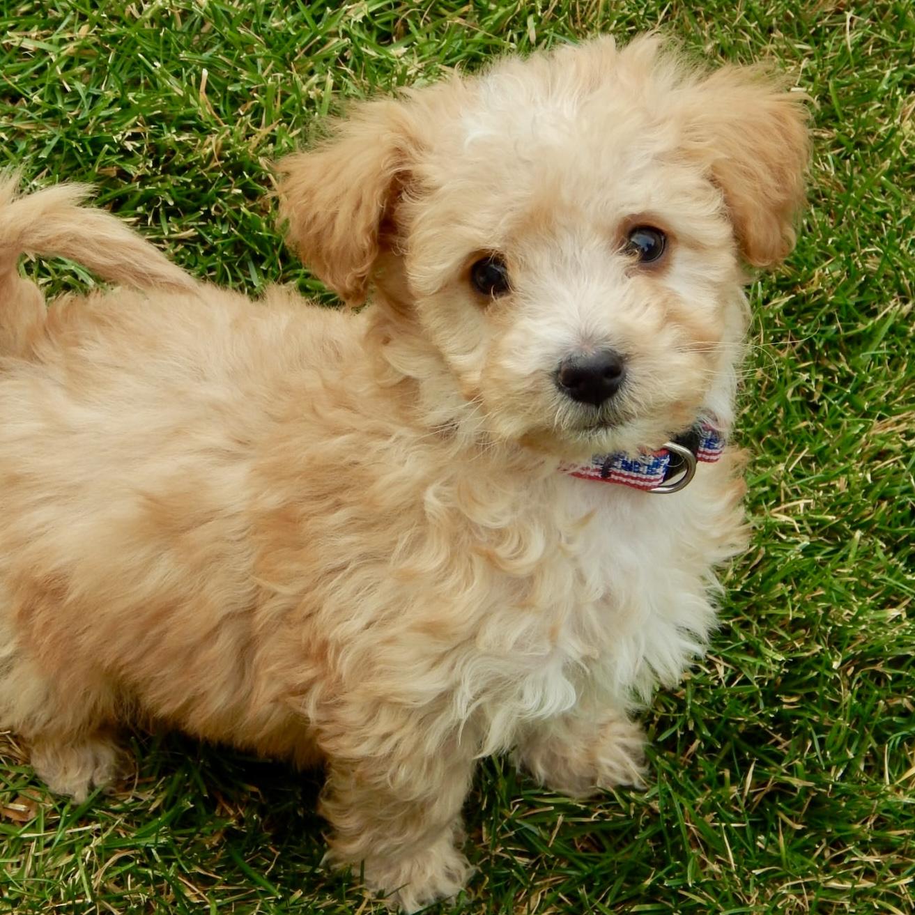Calvin, Adoptable, Puppy Male Chihuahua & Poodle.