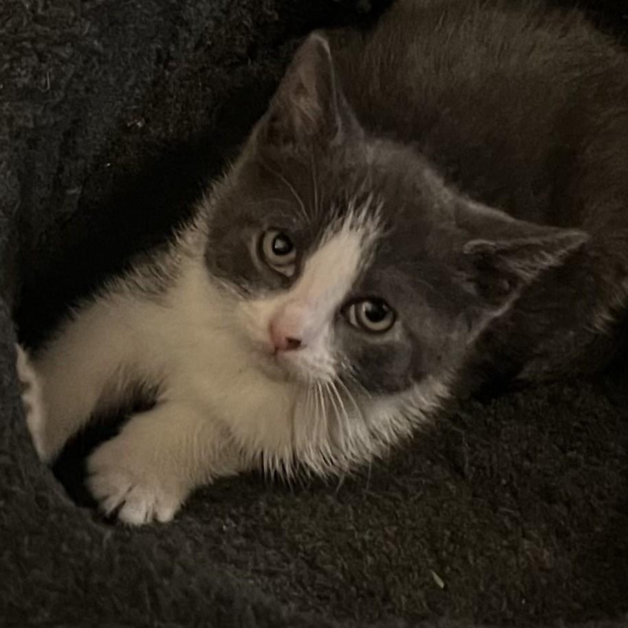Enlarge Sage & Juniper-Bonded Pair Ready Now, a Adoptable Domestic Short Hair in Laurel, MD image 4/5