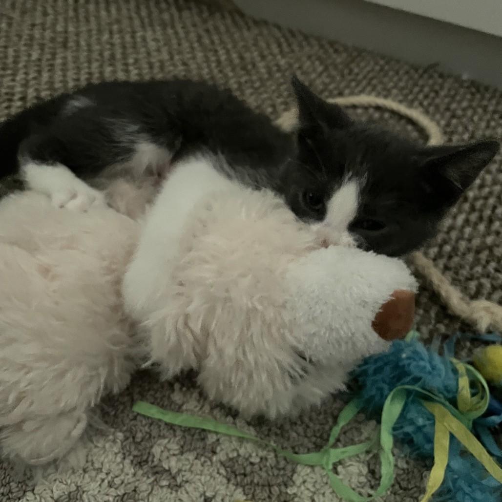 Enlarge Sage & Juniper-Bonded Pair Ready Now, a Adoptable Domestic Short Hair in Laurel, MD image 5/5