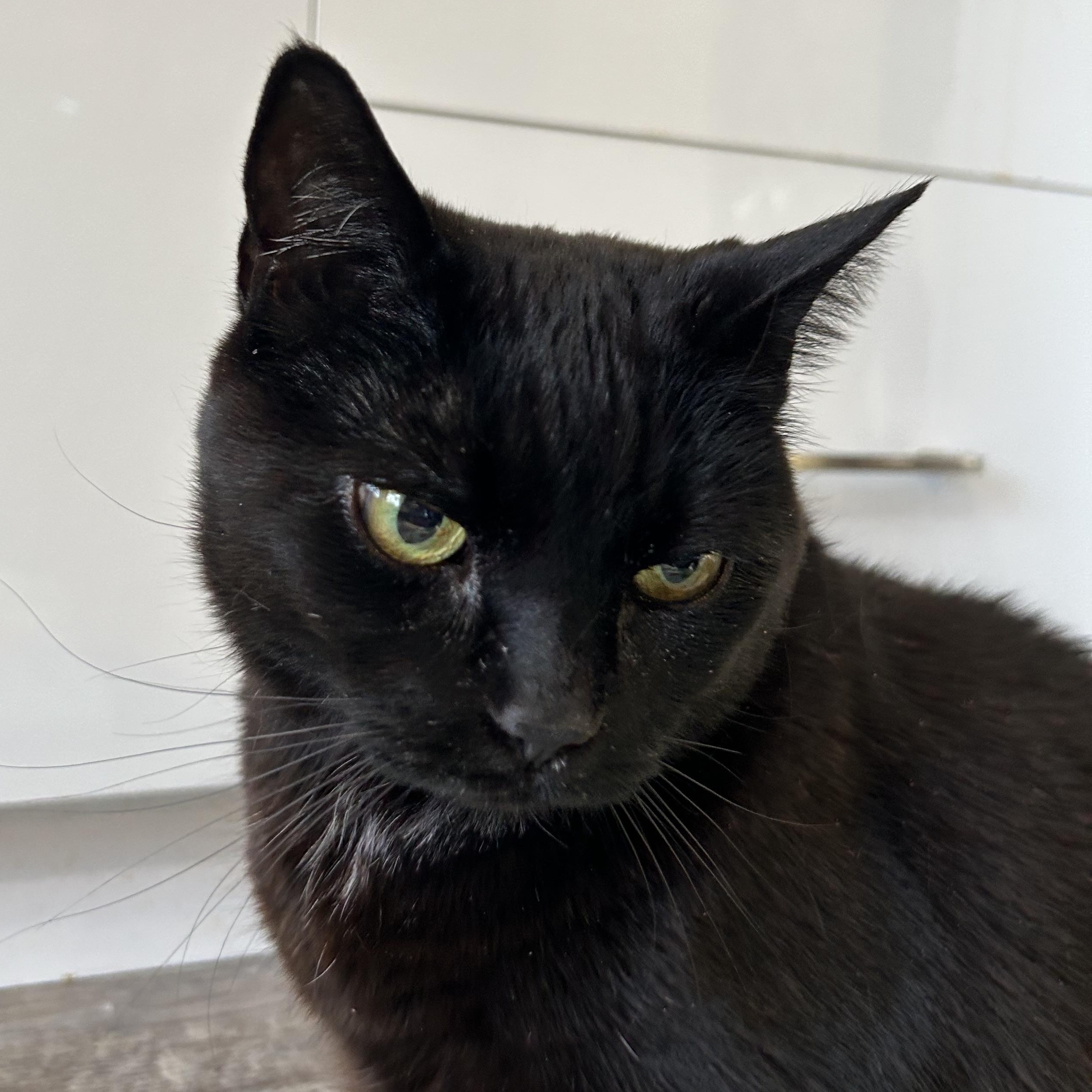 Enlarge Kit Kat, a Adopted Domestic Short Hair in Vaudreuil-Dorion, QC image 2/4