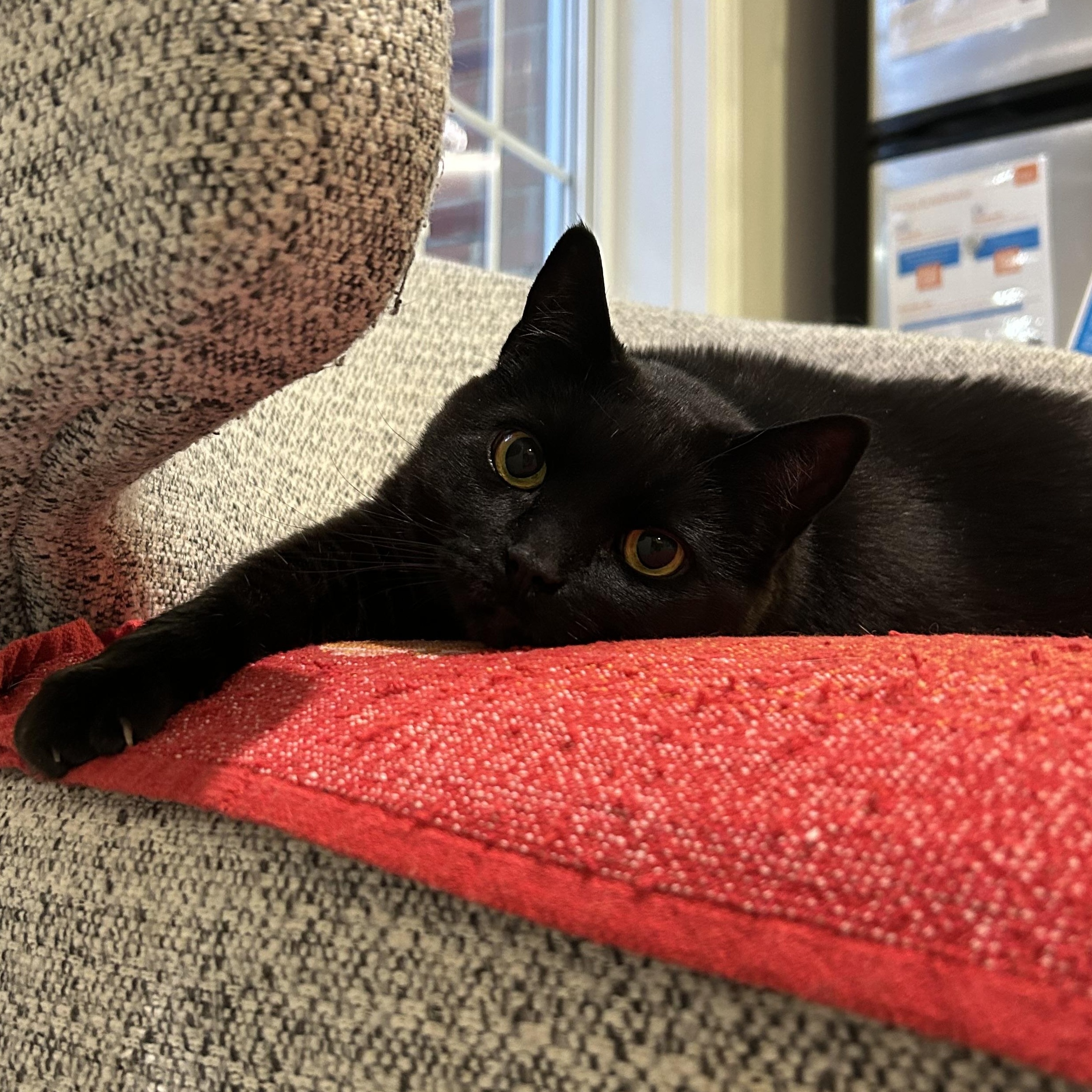 Kit Kat, Adopted, Adult Female Domestic Short Hair.