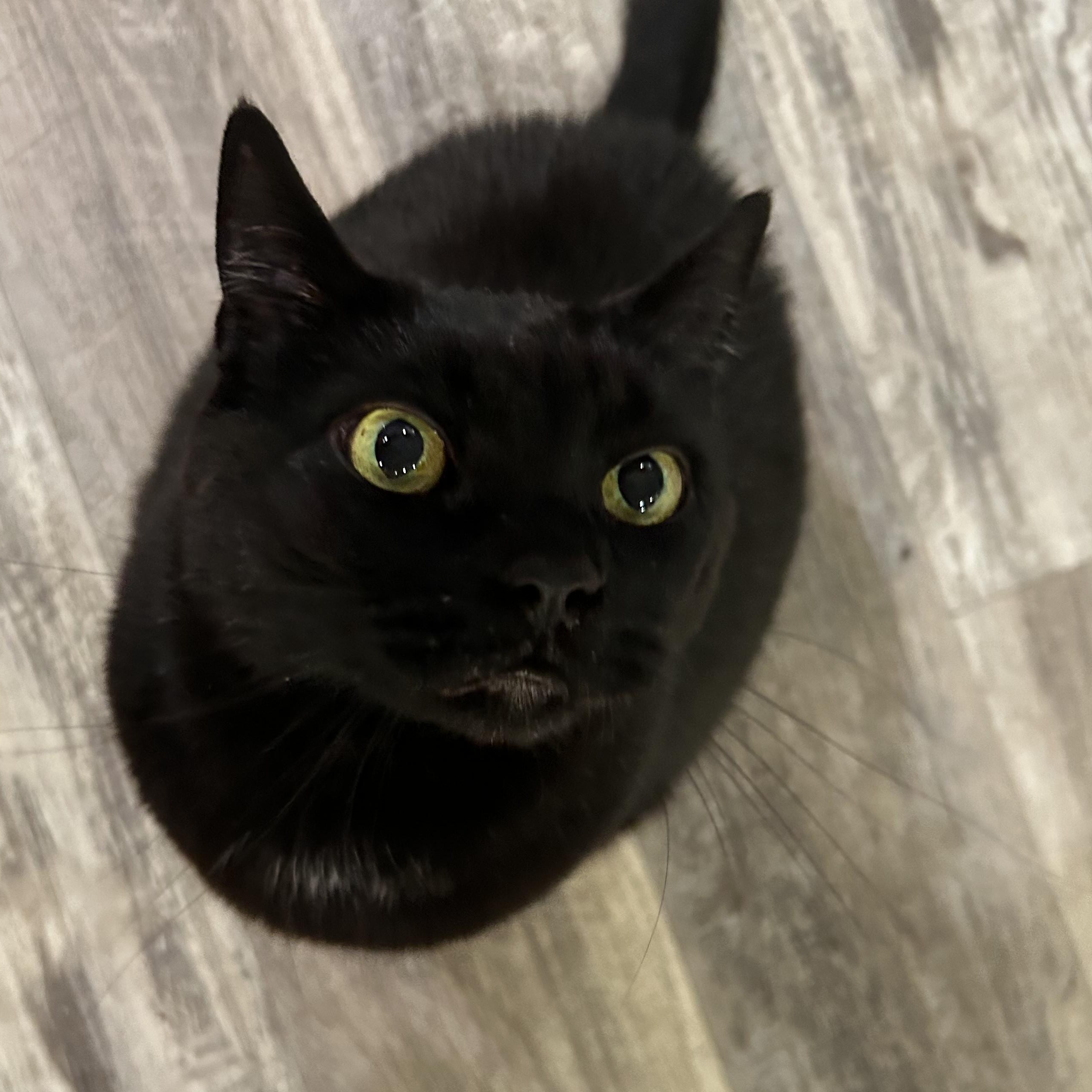 Enlarge Kit Kat, a Adopted Domestic Short Hair in Vaudreuil-Dorion, QC image 3/4