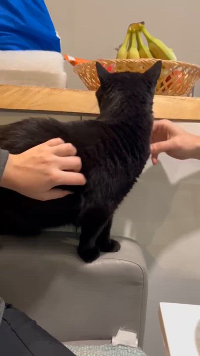 Enlarge Kit Kat, a Adopted Domestic Short Hair in Vaudreuil-Dorion, QC video 4/4