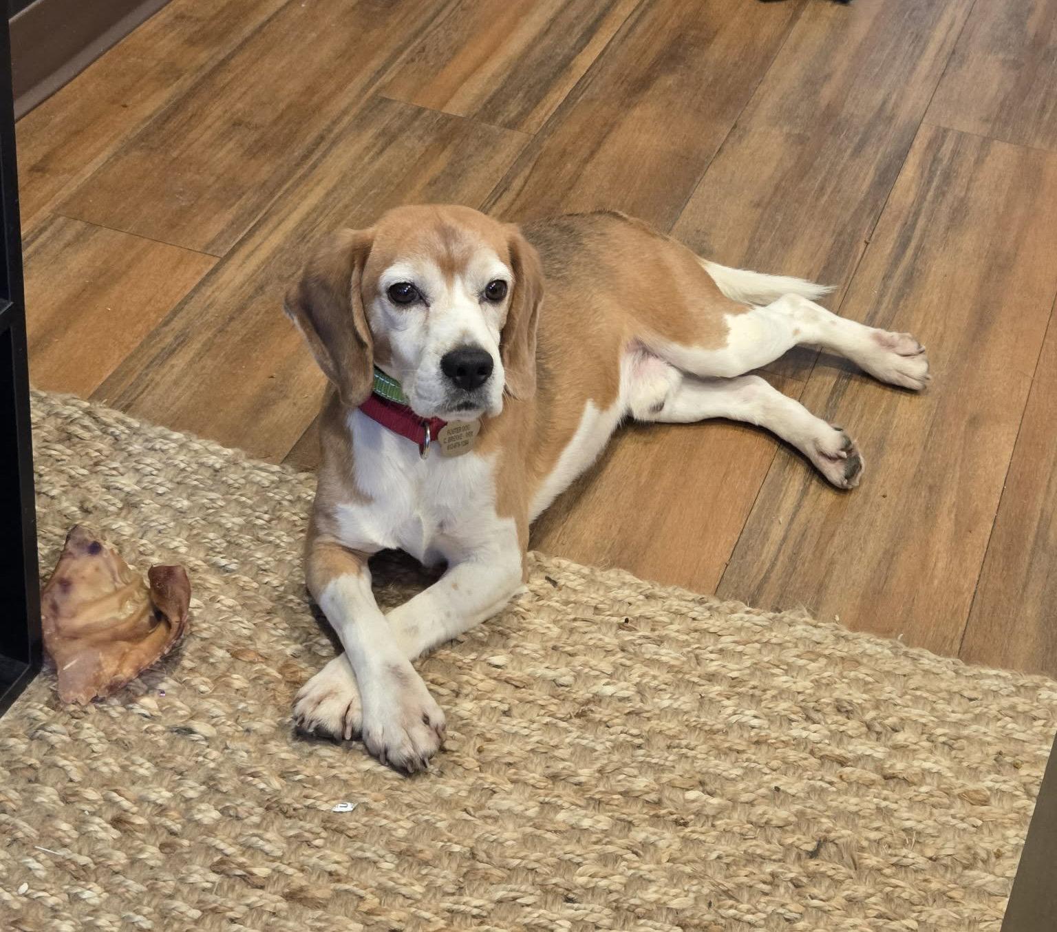 Judd, Adopted, Adult Male Beagle.