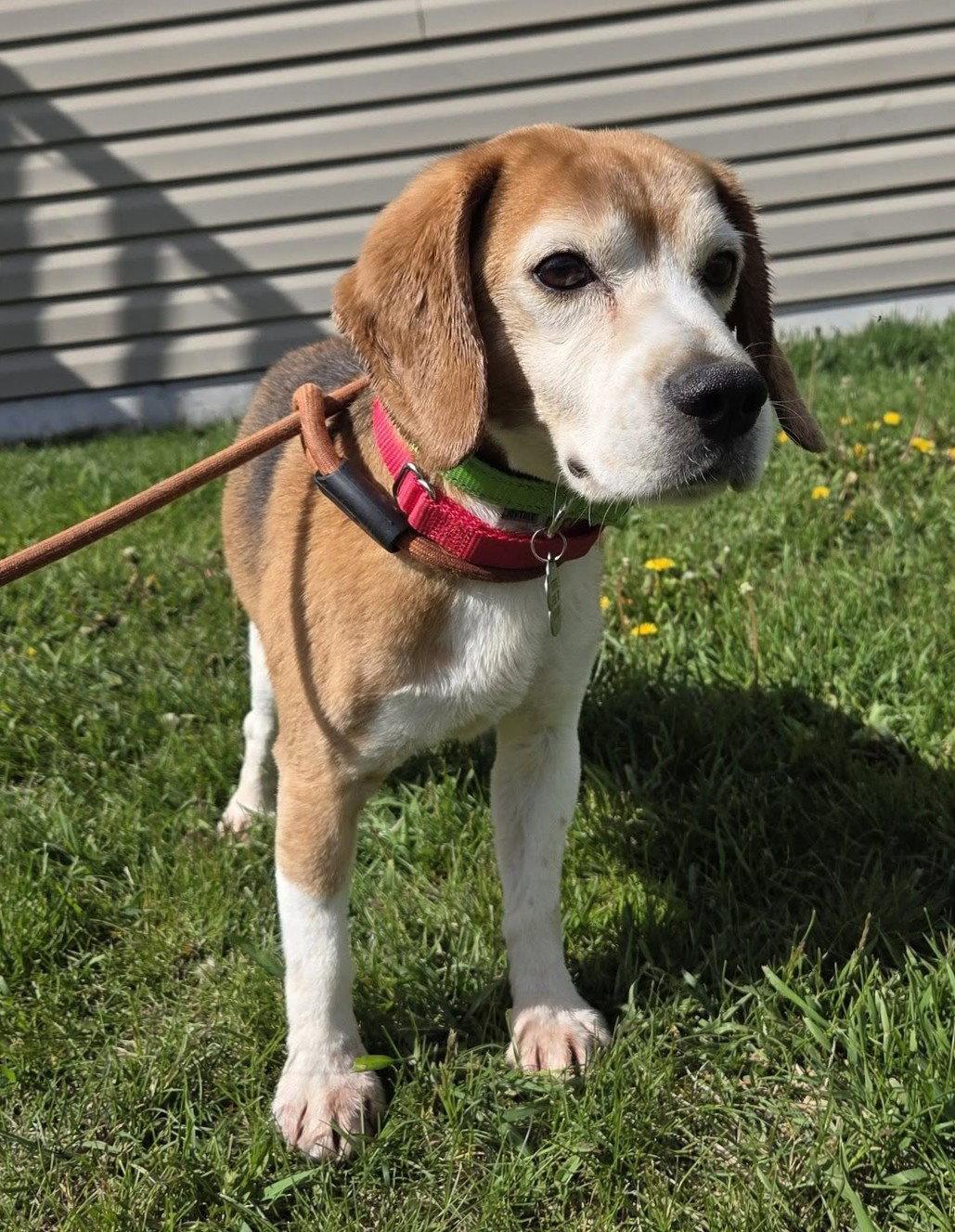 Judd, a Adopted Beagle in Crystal, MN image 2/3