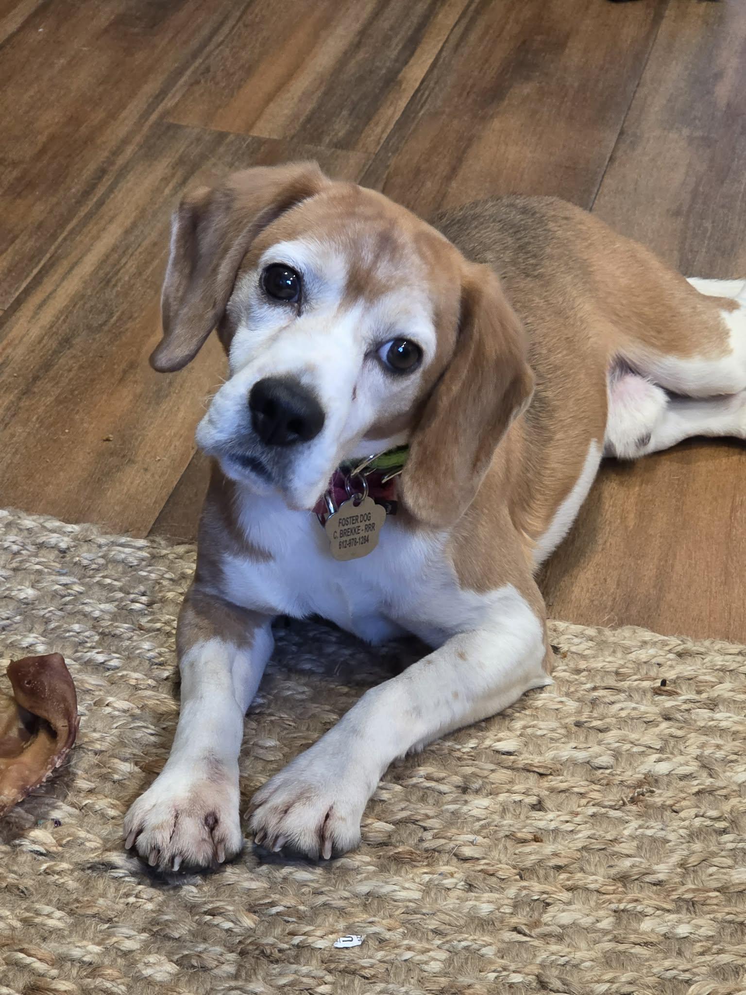 Judd, a Adopted Beagle in Crystal, MN image 3/3