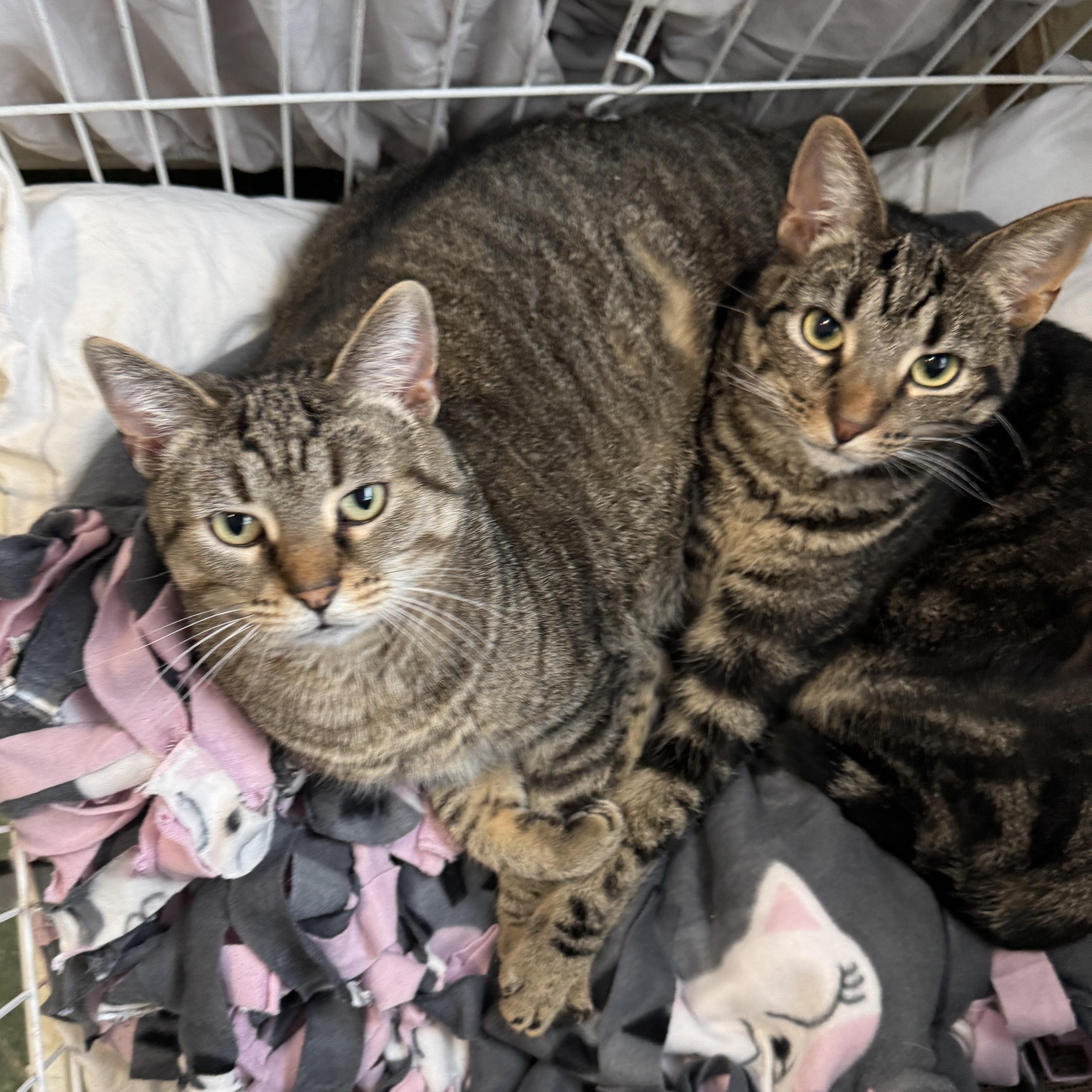 Hilton Hotel & Hampton, Adult Female Domestic Short Hair