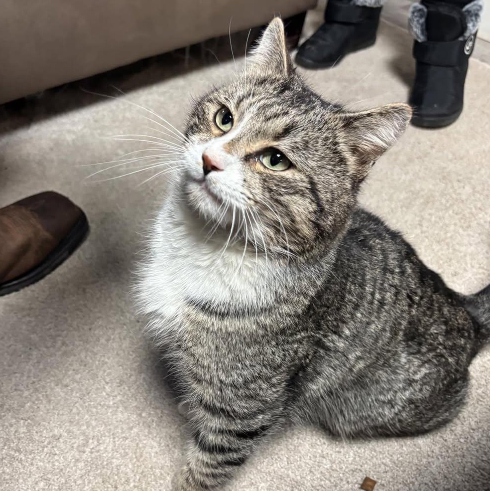 Enlarge Squeakers, an adopted Domestic Short Hair in Bridgeport, CT image 1/1