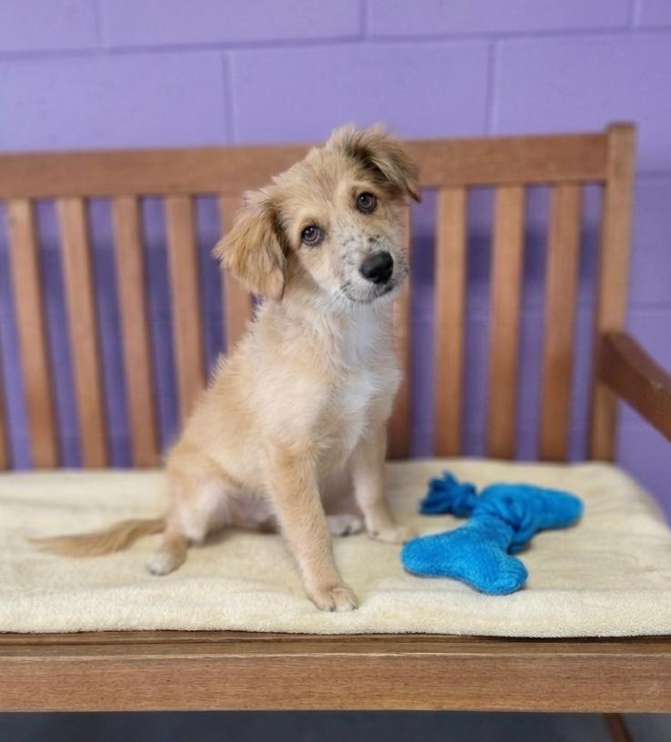 **LEM**, Adoptable, Puppy Male Australian Shepherd.