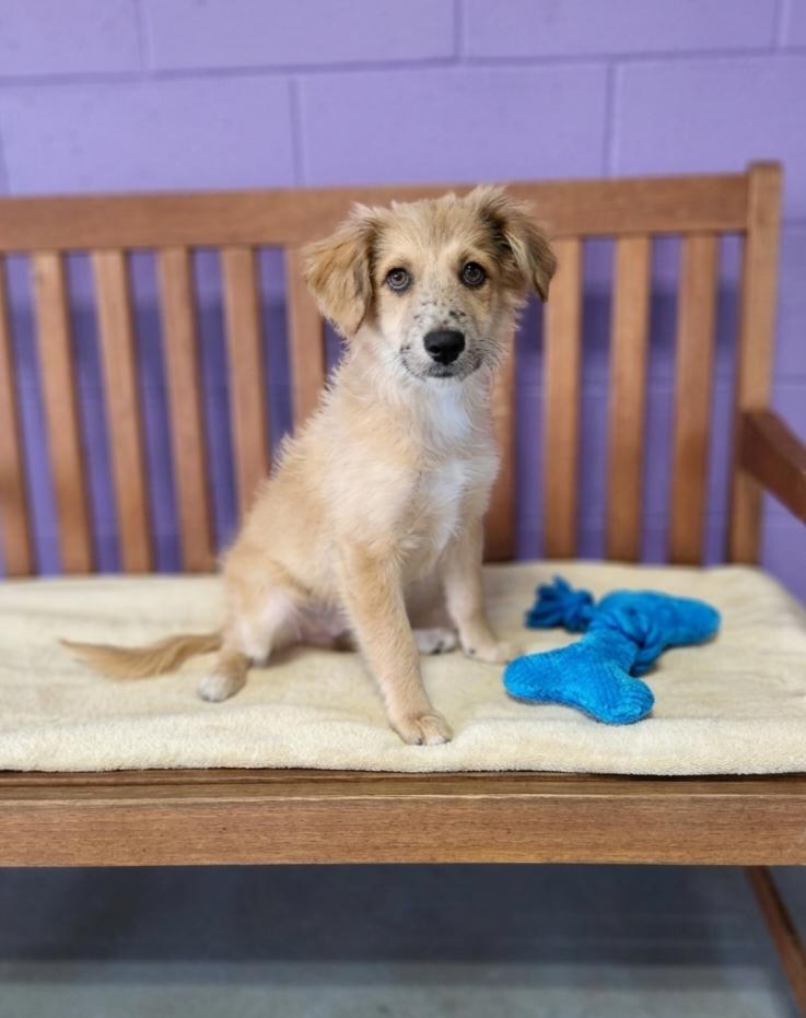 **LEM**, a Adoptable Australian Shepherd in North Prairie, WI image 2/3