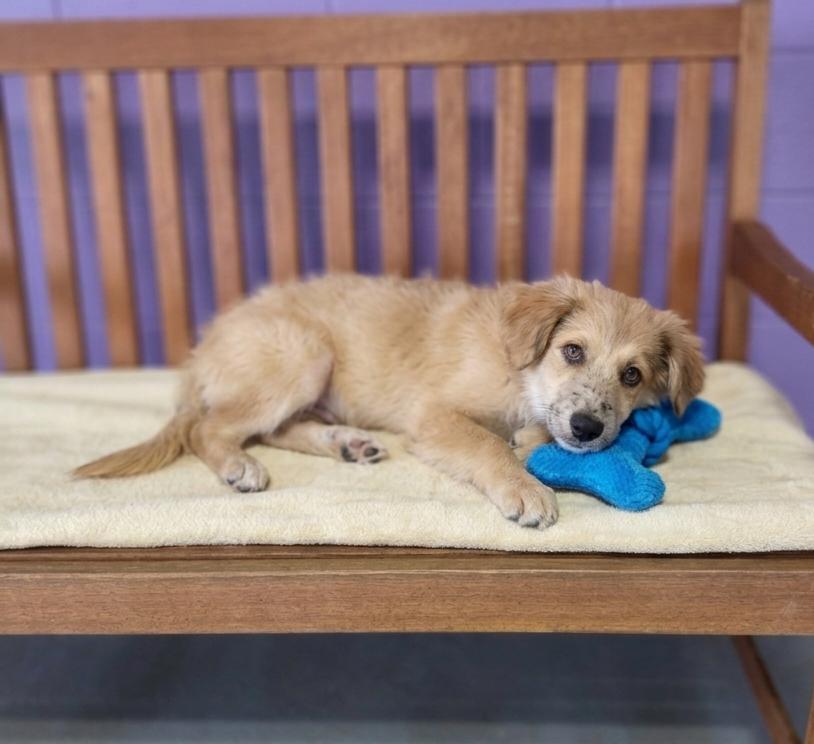 **LEM**, a Adoptable Australian Shepherd in North Prairie, WI image 3/3