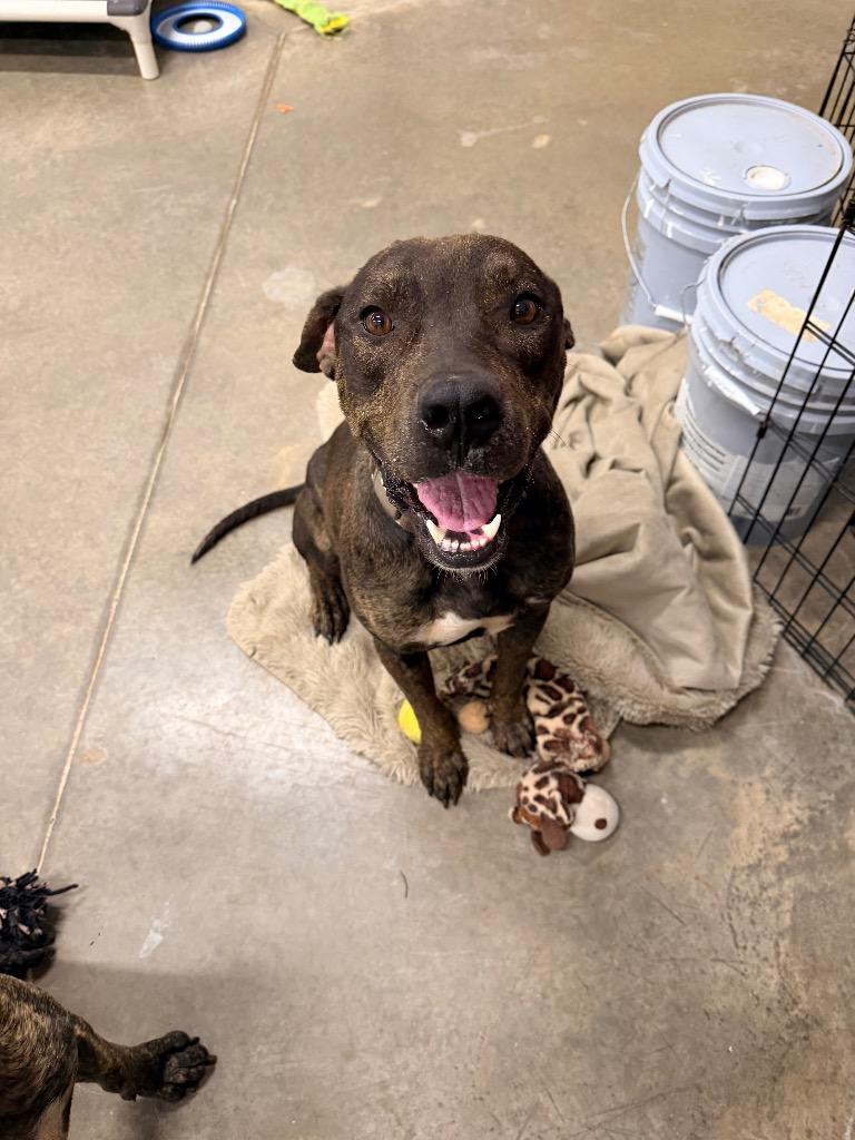 Enlarge Castiel, a Adoptable Pit Bull Terrier in Newcastle, OK image 3/3