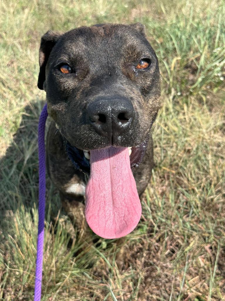 Enlarge Castiel, a Adoptable Pit Bull Terrier in Newcastle, OK image 1/3