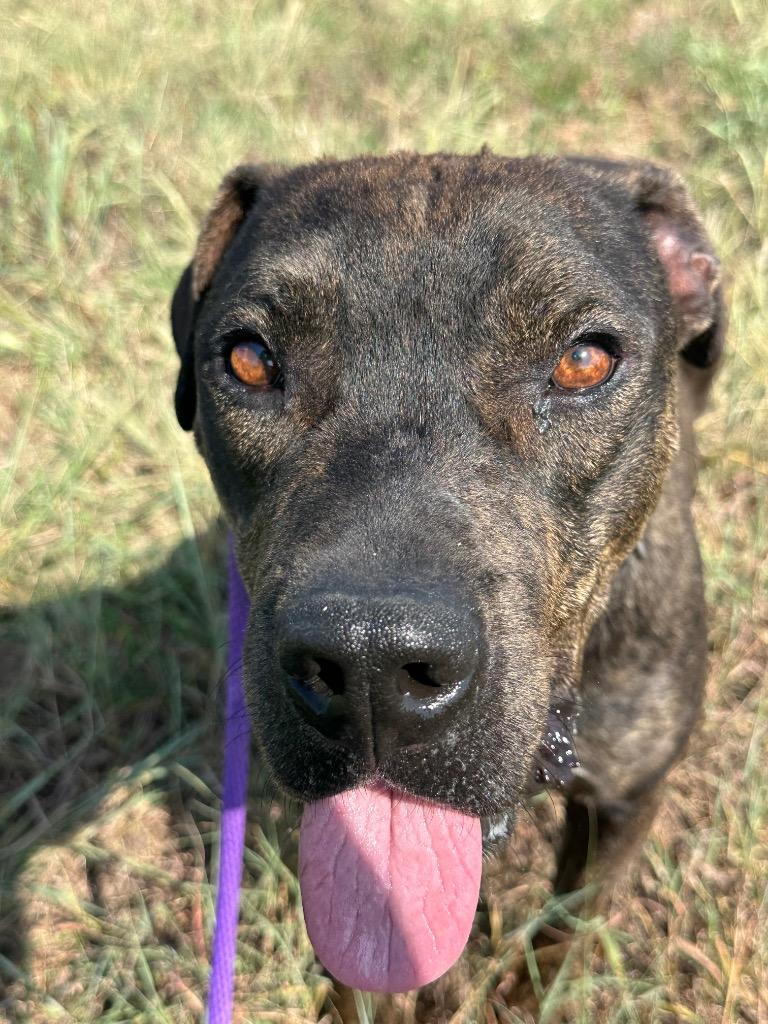 Enlarge Castiel, a Adoptable Pit Bull Terrier in Newcastle, OK image 2/3