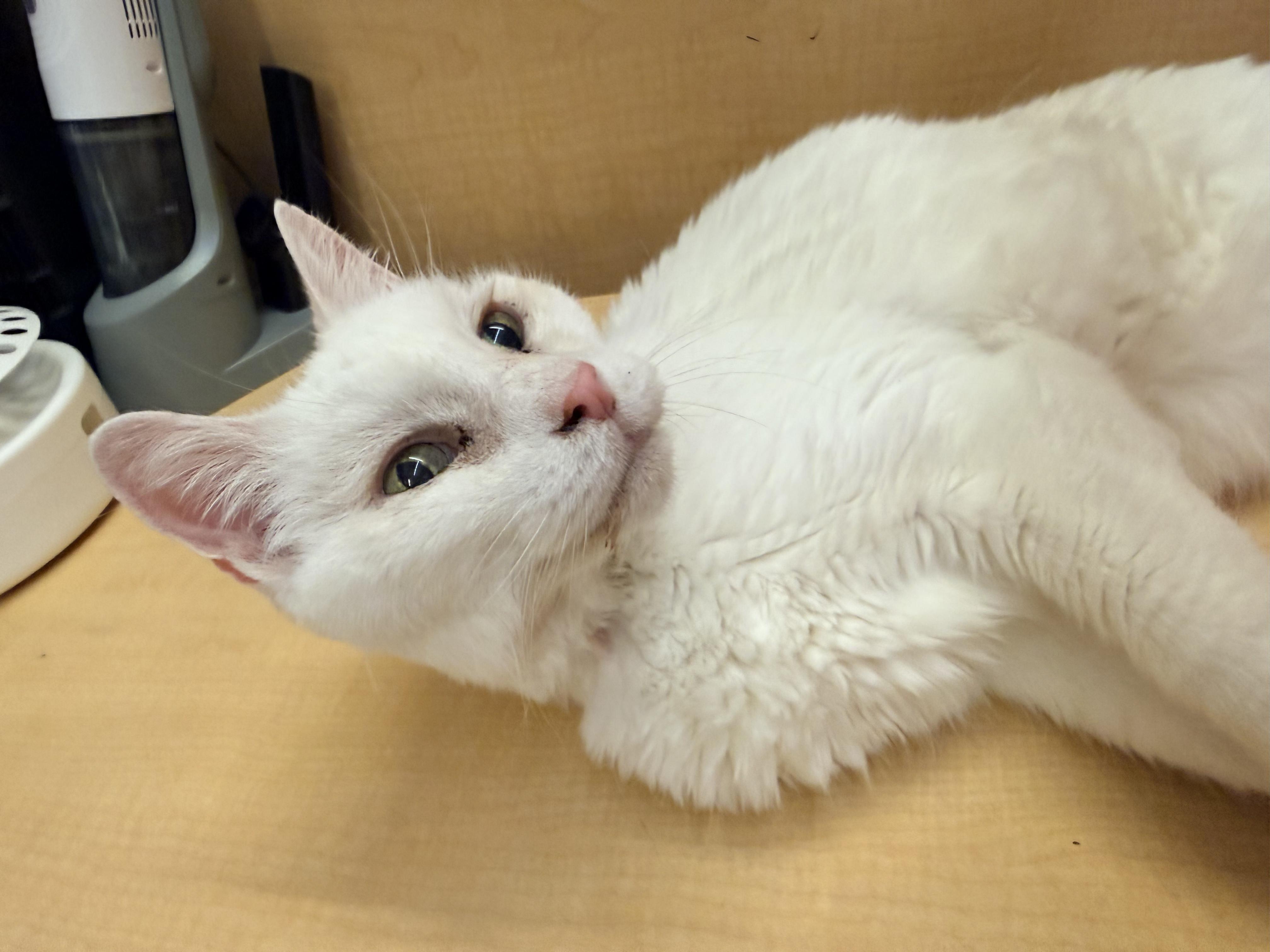 Enlarge Malachi, a Adoptable mixed breed in Albuquerque, NM image 2/5