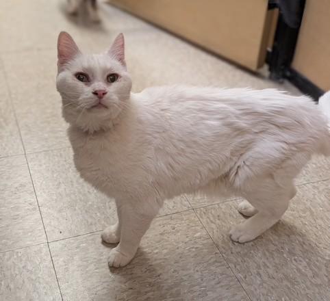Enlarge Malachi, a Adoptable mixed breed in Albuquerque, NM image 4/5