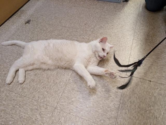 Enlarge Malachi, a Adoptable mixed breed in Albuquerque, NM image 3/5
