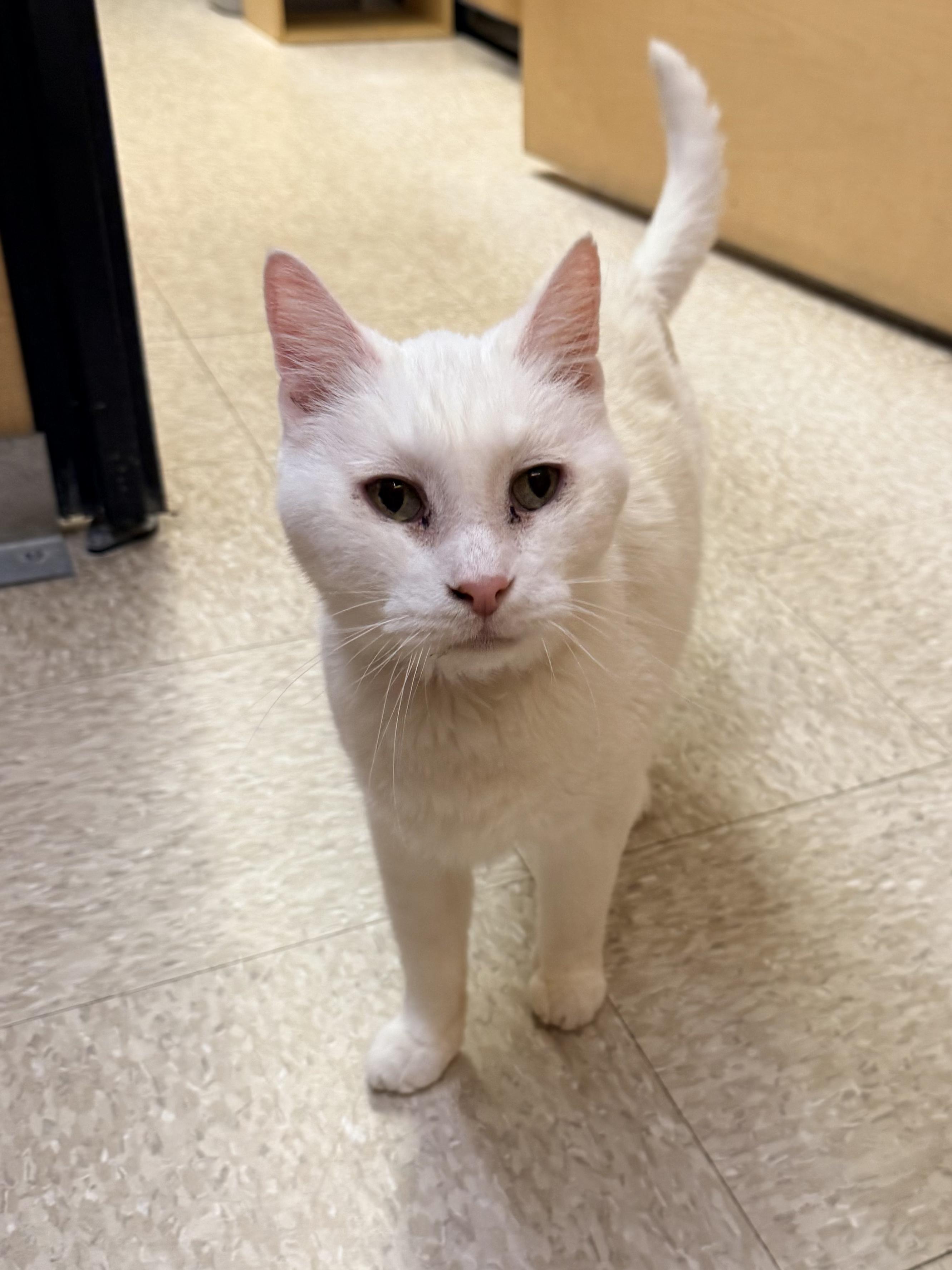 Enlarge Malachi, a Adoptable mixed breed in Albuquerque, NM image 1/5
