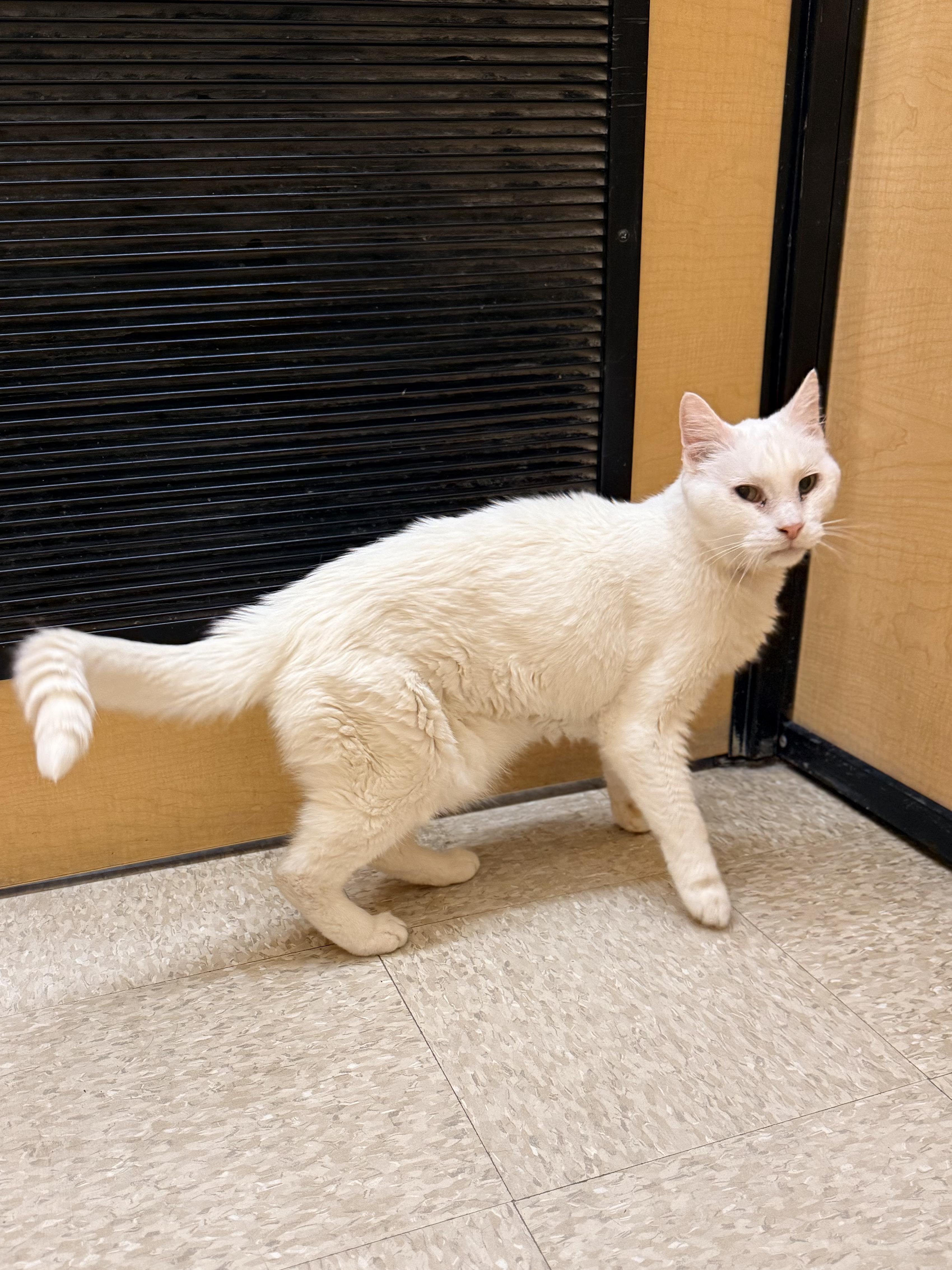 Enlarge Malachi, a Adoptable mixed breed in Albuquerque, NM image 5/5