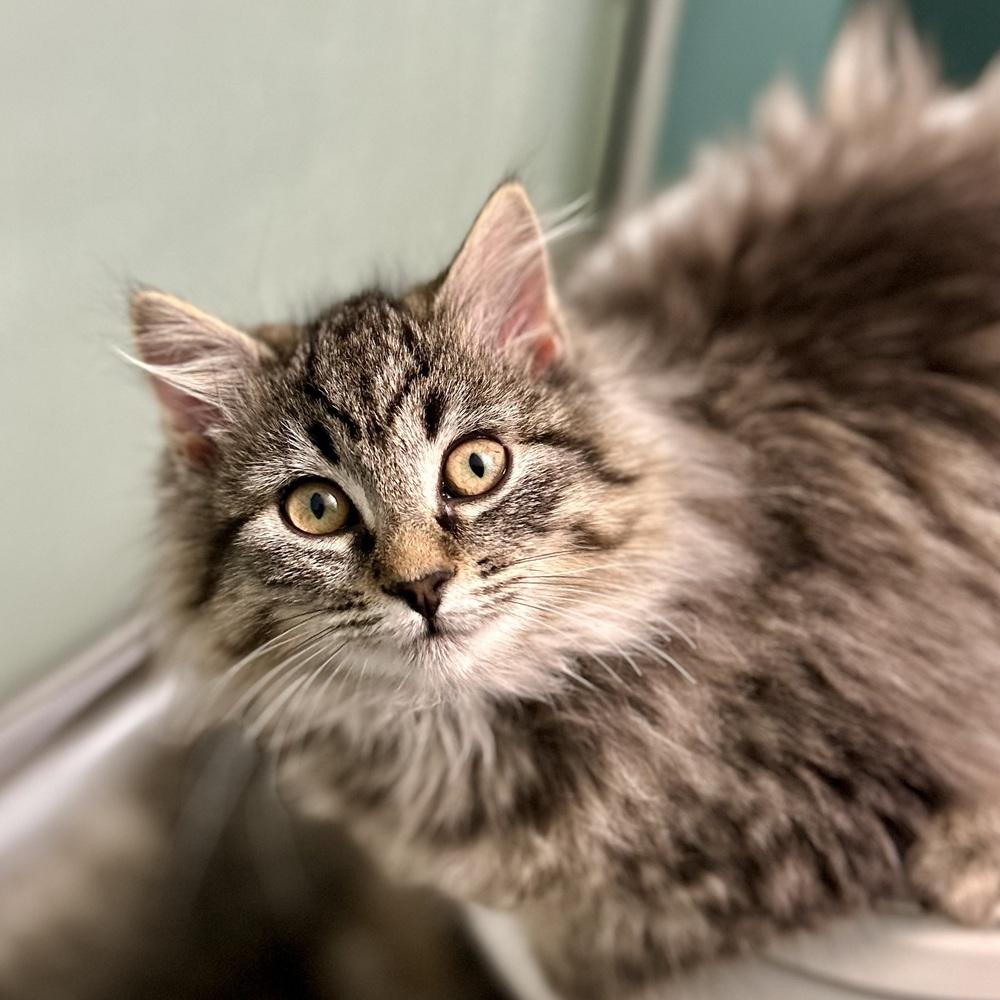 Holly, Adoptable, Kitten Female Domestic Long Hair.