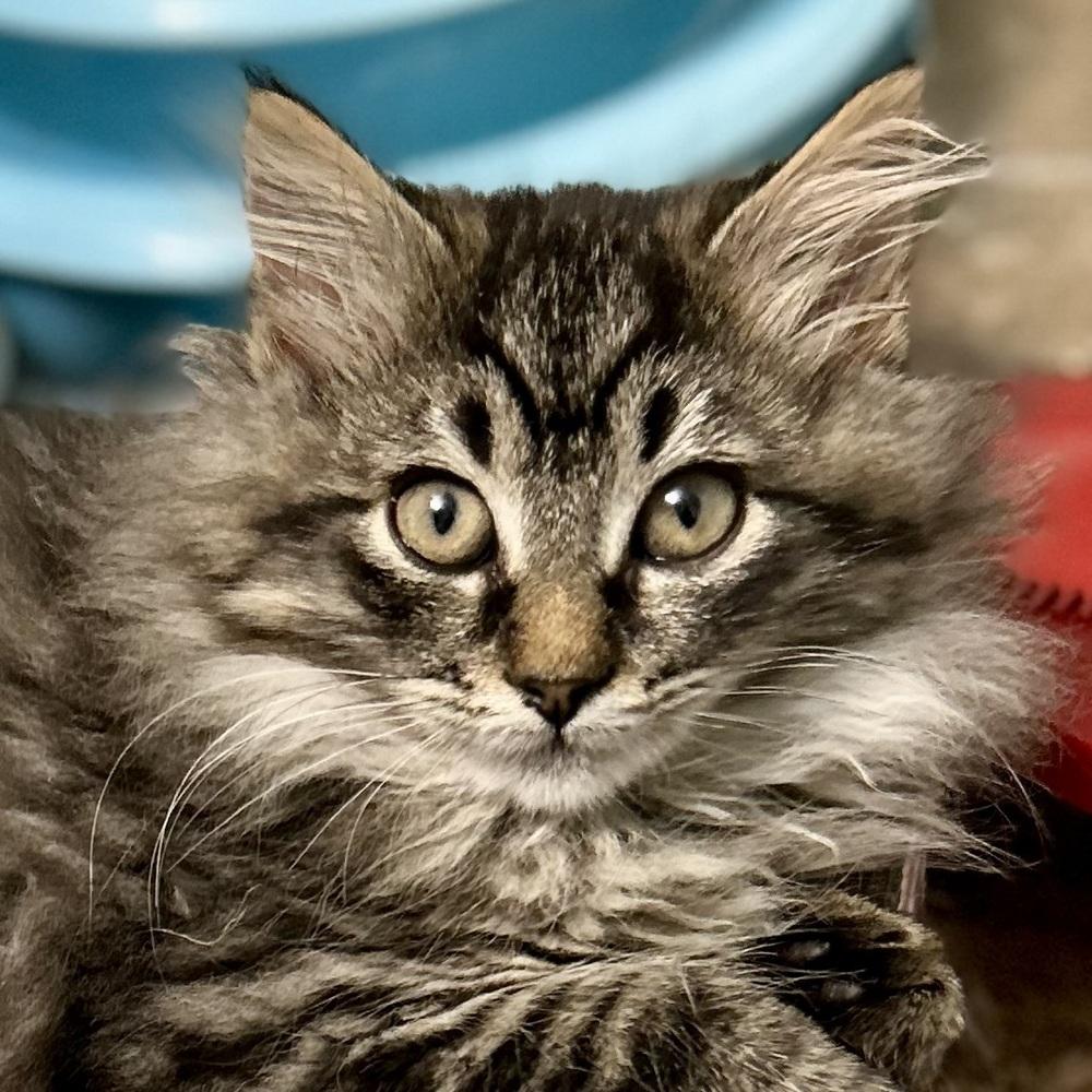 Enlarge Holly, a Adoptable Domestic Long Hair in Stafford, VA image 2/5