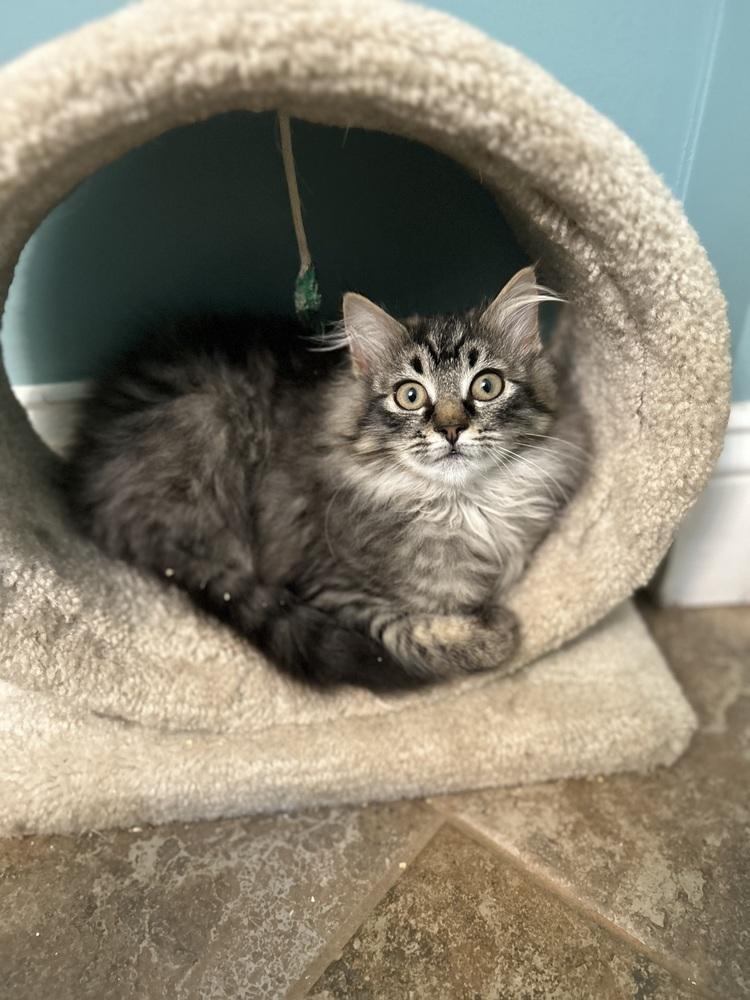 Enlarge Holly, a Adoptable Domestic Long Hair in Stafford, VA image 3/5
