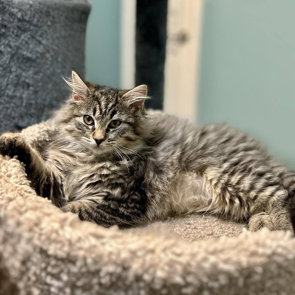 Enlarge Holly, a Adoptable Domestic Long Hair in Stafford, VA image 4/5