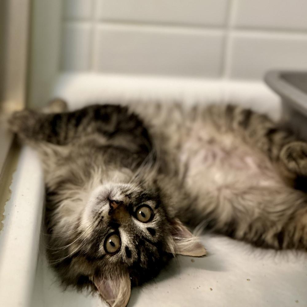 Enlarge Holly, a Adoptable Domestic Long Hair in Stafford, VA image 5/5