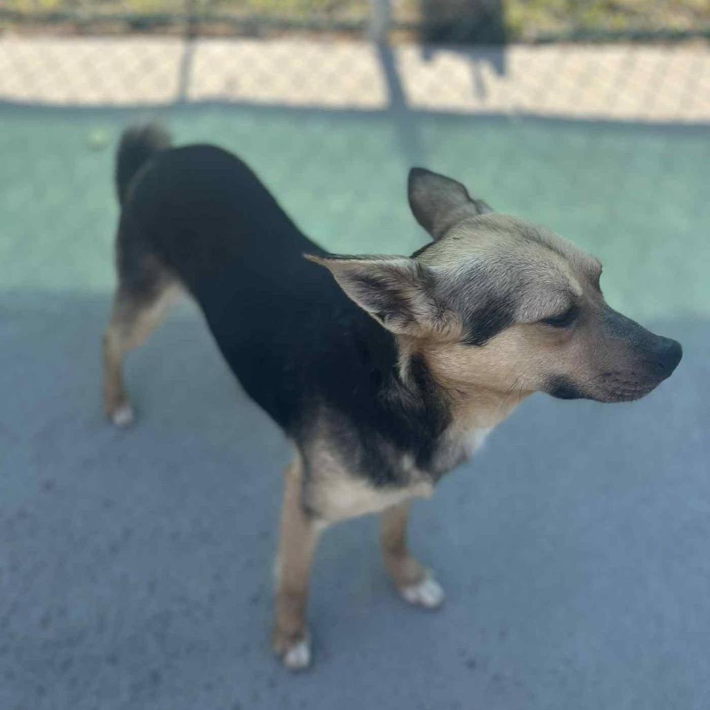 Simba(ADOPTION FEE SPONSORED), Adoptable, Adult Male Mixed Breed.