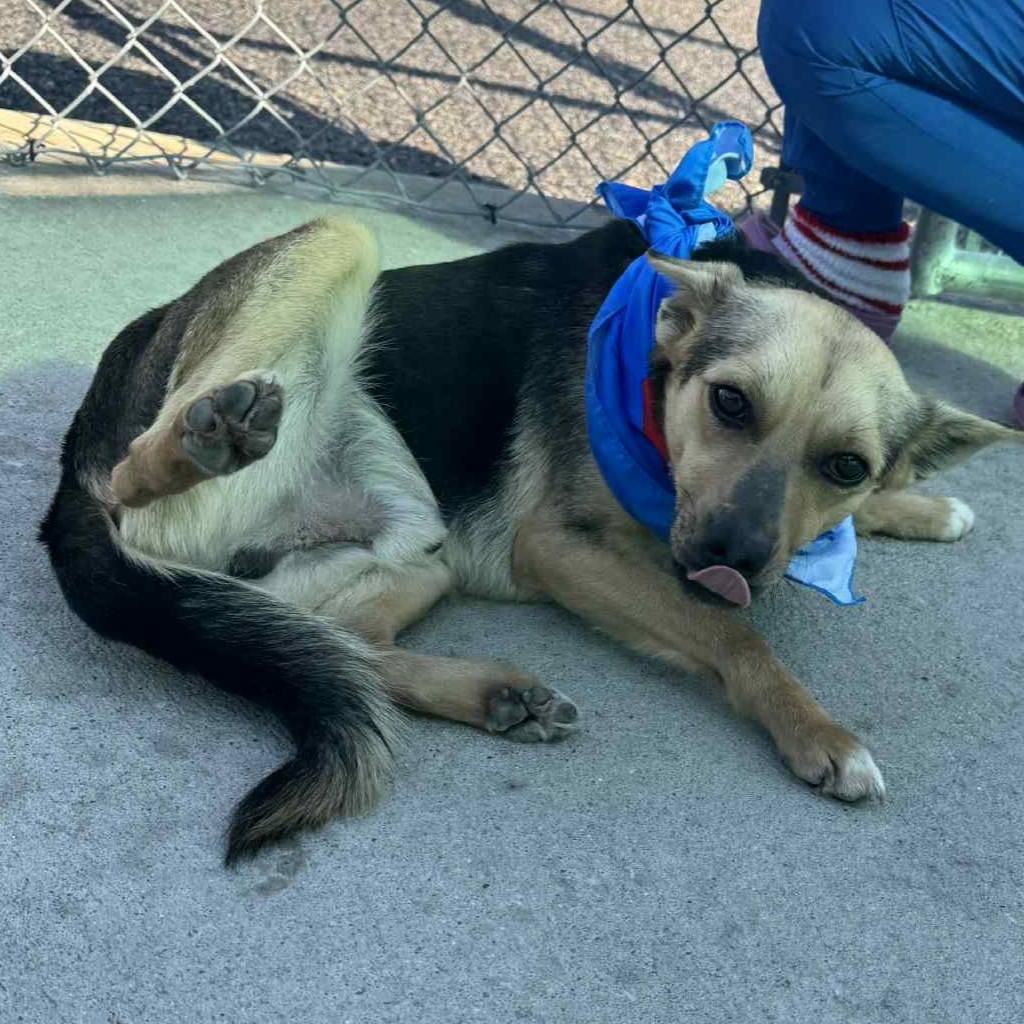 Enlarge Simba(ADOPTION FEE SPONSORED), a Adoptable Mixed Breed in Columbiana, AL image 2/6