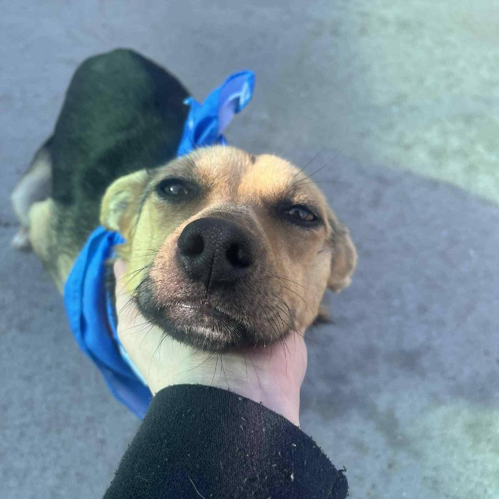 Enlarge Simba(ADOPTION FEE SPONSORED), a Adoptable Mixed Breed in Columbiana, AL image 3/6