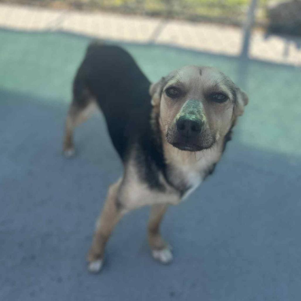 Enlarge Simba(ADOPTION FEE SPONSORED), a Adoptable Mixed Breed in Columbiana, AL image 4/6