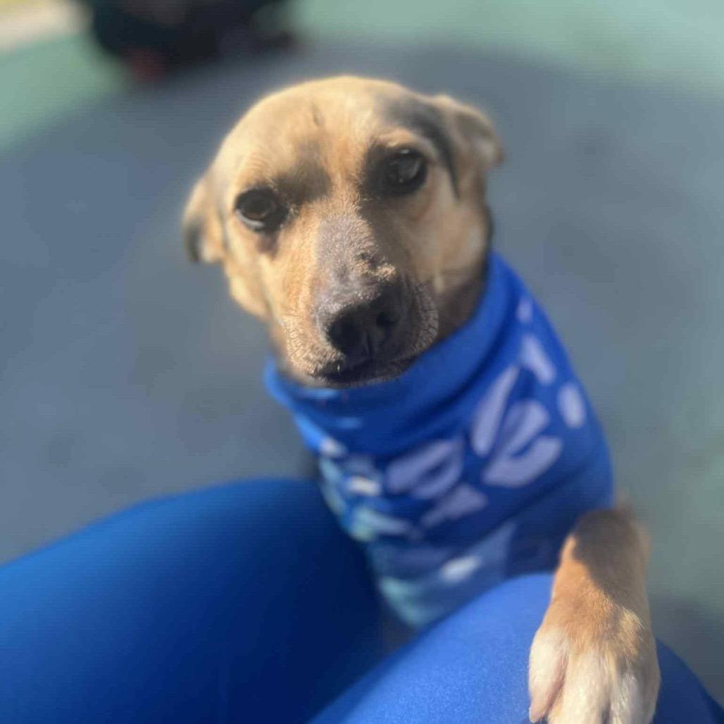 Enlarge Simba(ADOPTION FEE SPONSORED), a Adoptable Mixed Breed in Columbiana, AL image 5/6