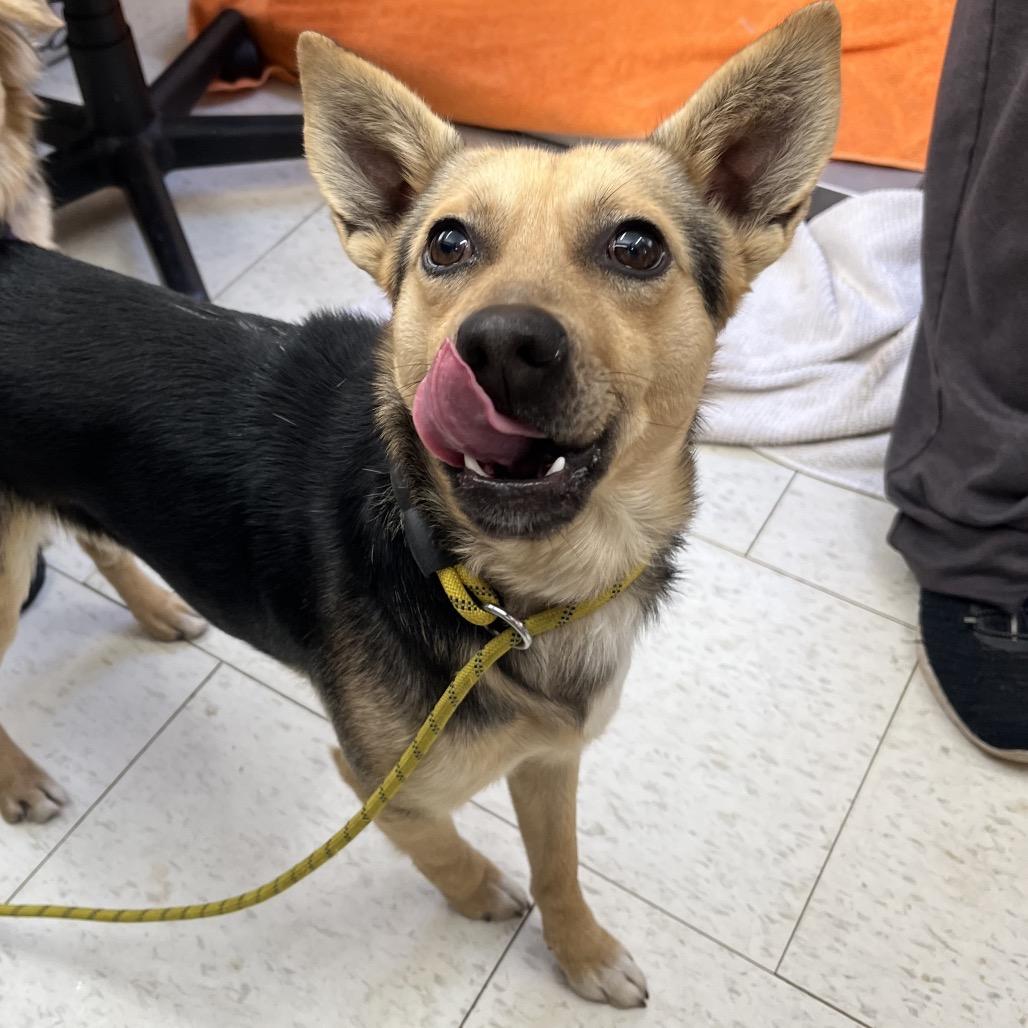 Enlarge Simba(ADOPTION FEE SPONSORED), a Adoptable Mixed Breed in Columbiana, AL image 6/6