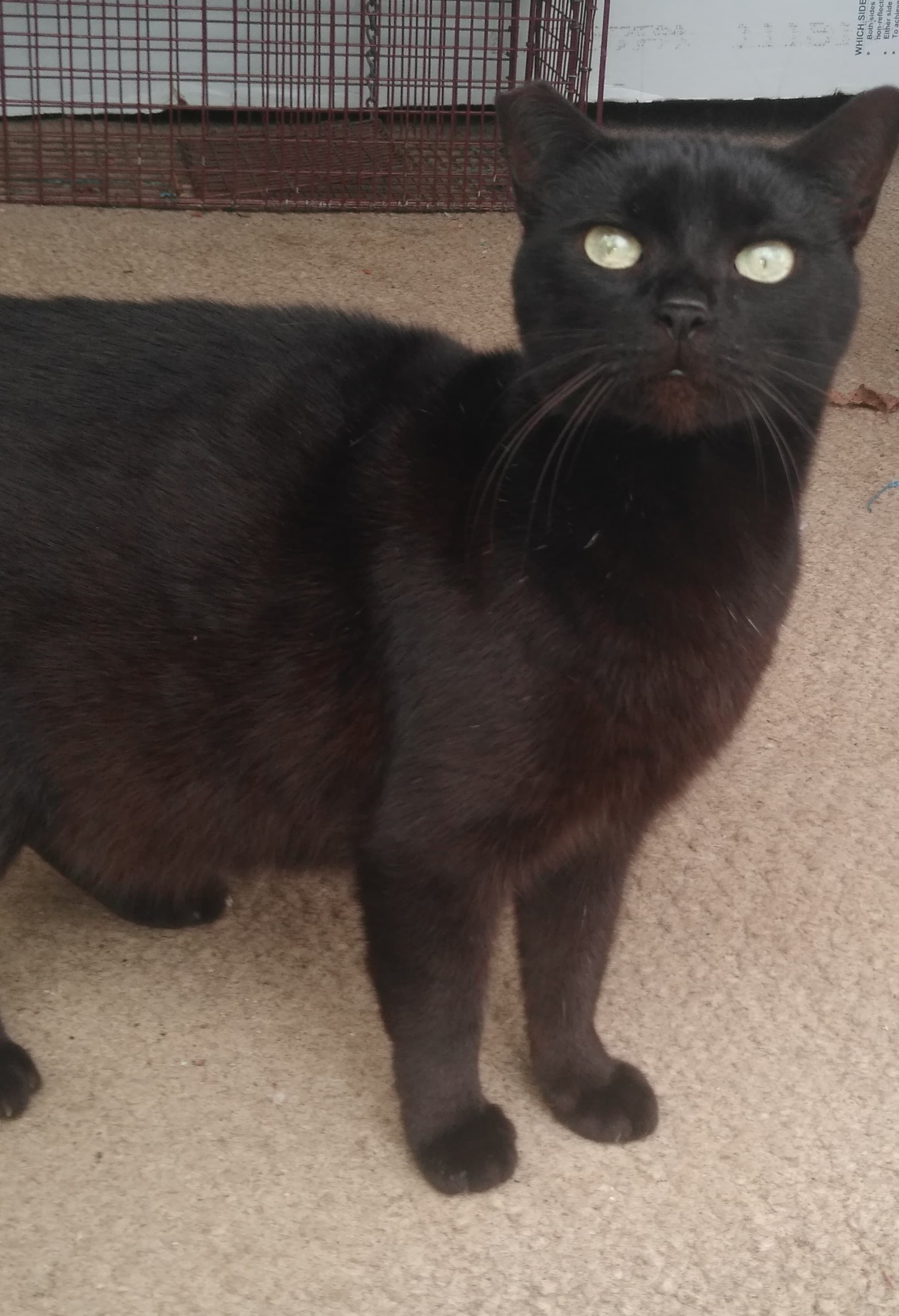 Milkshake, Adoptable, Adult Female Domestic Short Hair.