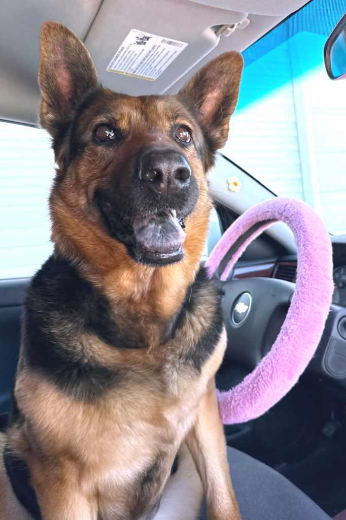 Dierdre, Adoptable, Adult Female German Shepherd Dog.