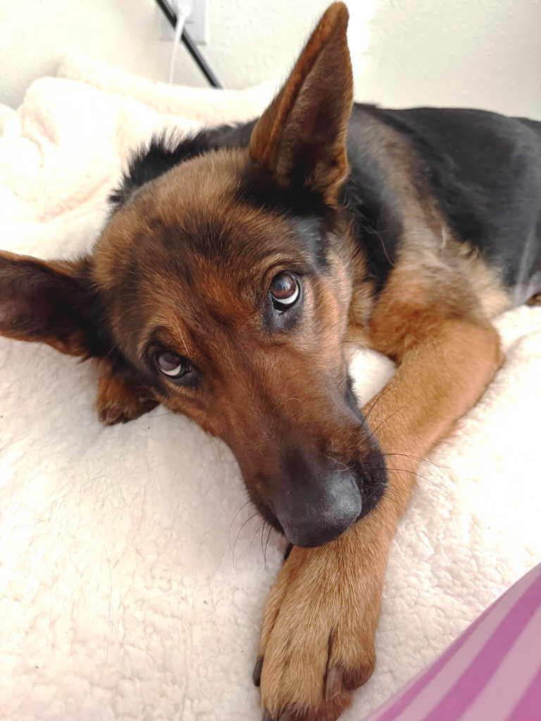 Enlarge Dierdre, a Adoptable mixed breed in Pleasant Grove, CA image 3/4