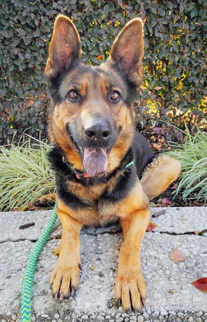 Enlarge Dierdre, a Adoptable mixed breed in Pleasant Grove, CA image 4/4