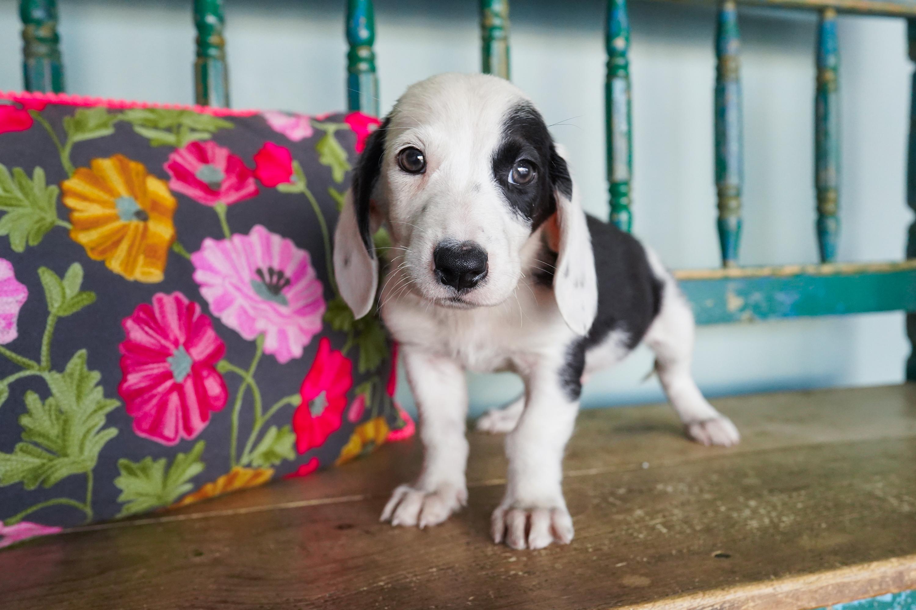 Jacks, Baby Male Beagle