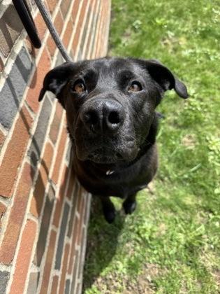 Chichey, an adoptable Mixed Breed in Erie, PA_image-1