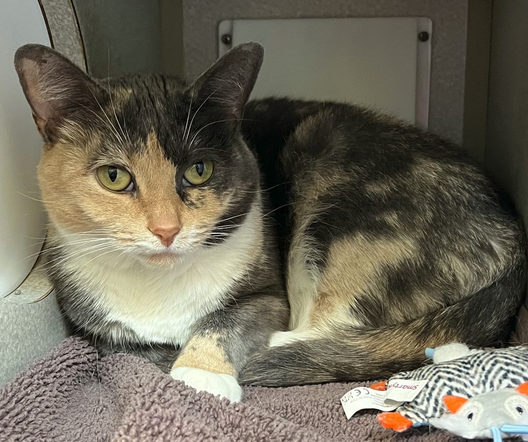 Amber, a Adoptable Domestic Short Hair in Wheeling, IL image 3/6